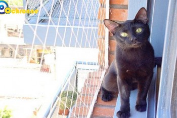 Siatki Bytów - Siatki na balkon - zabezpieczenie dzieci i kotów na balkonie dla terenów Bytowa